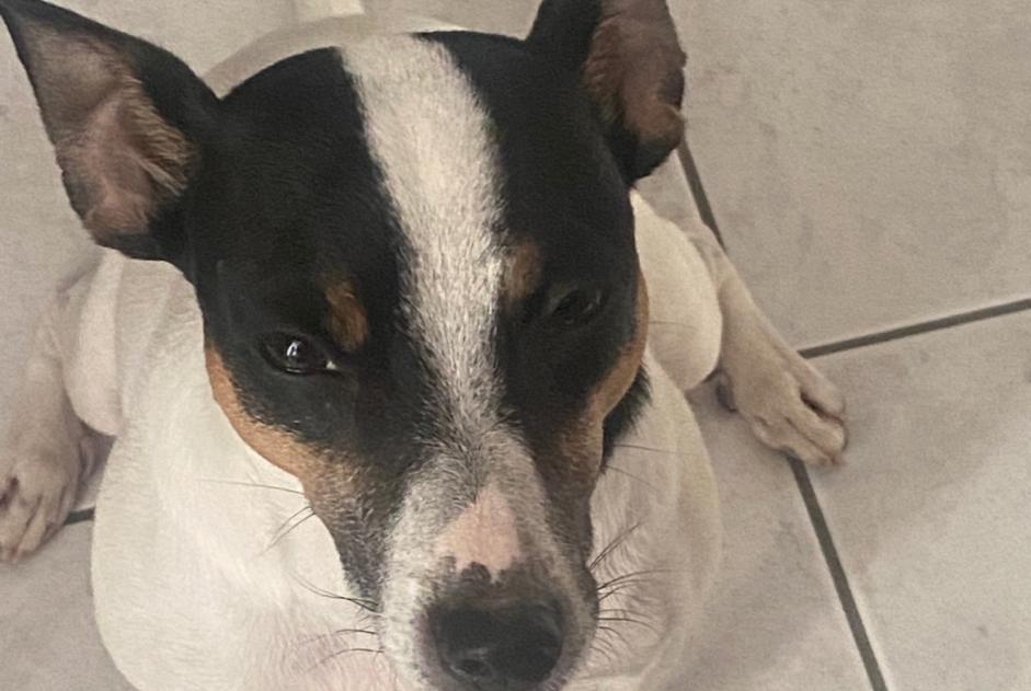 Alerta de Desaparición Perro  Hembra , 4 años Fribourg Suiza