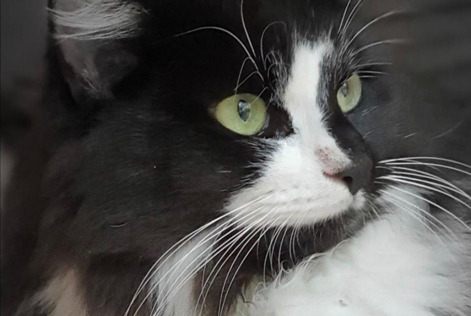 Alerta de Desaparición Gato Macho , 5 años Lausanne Suiza