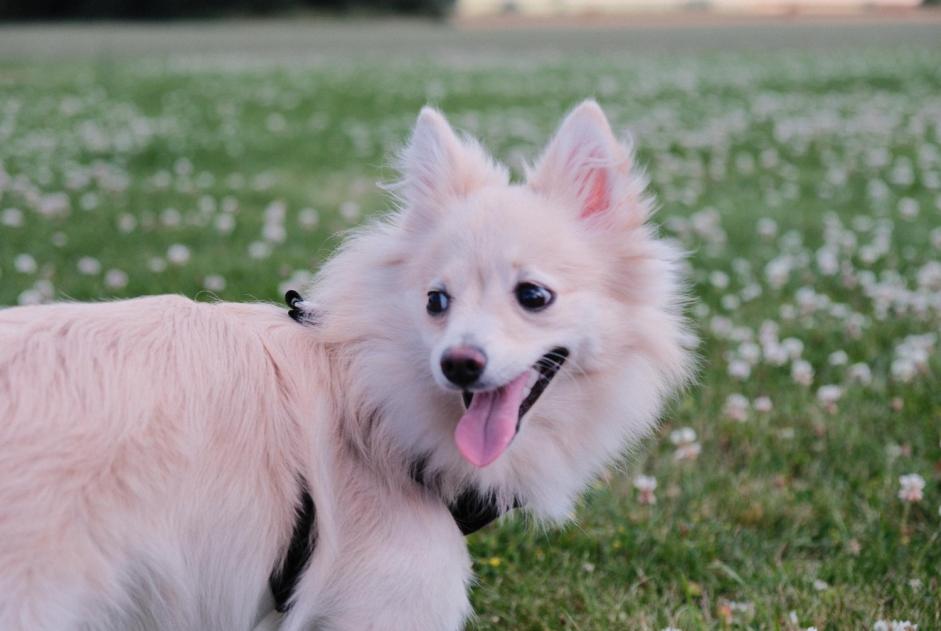 Alerta de Desaparición Perro  Hembra , 1 años Leuze-en-Hainaut Bélgica