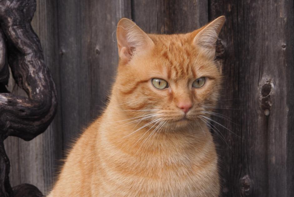 Alerta de Desaparición Gato Macho , 4 años Le Crest Francia