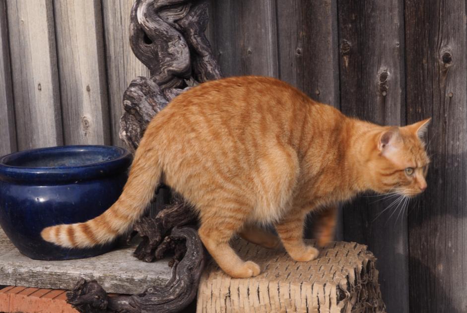 Alerta de Desaparición Gato Macho , 4 años Le Crest Francia