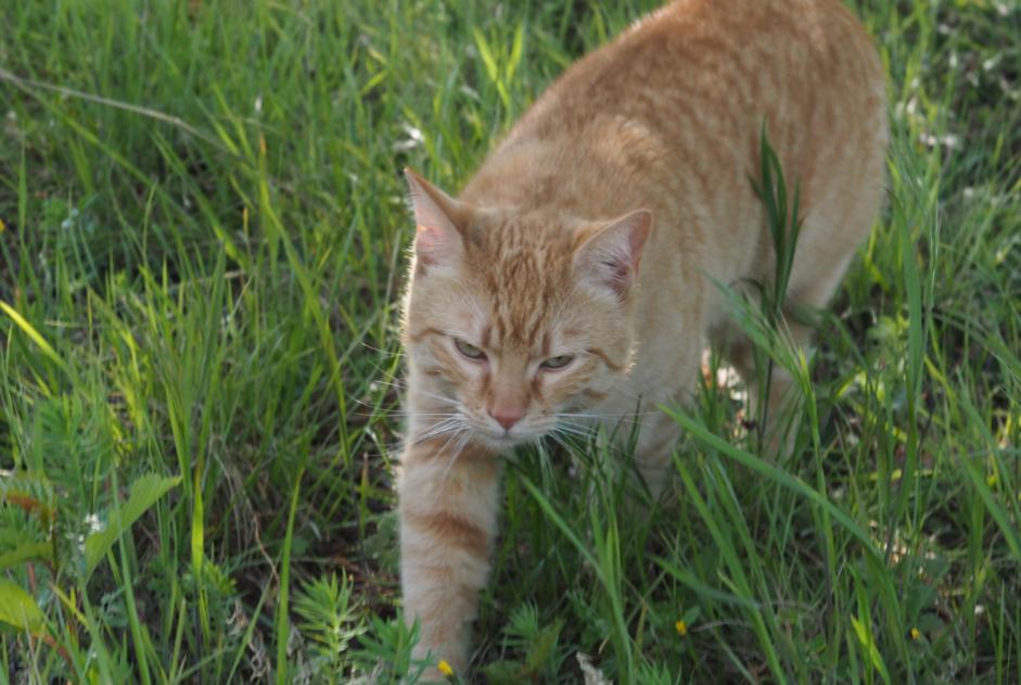 Alerta de Desaparición Gato Macho , 4 años Le Crest Francia