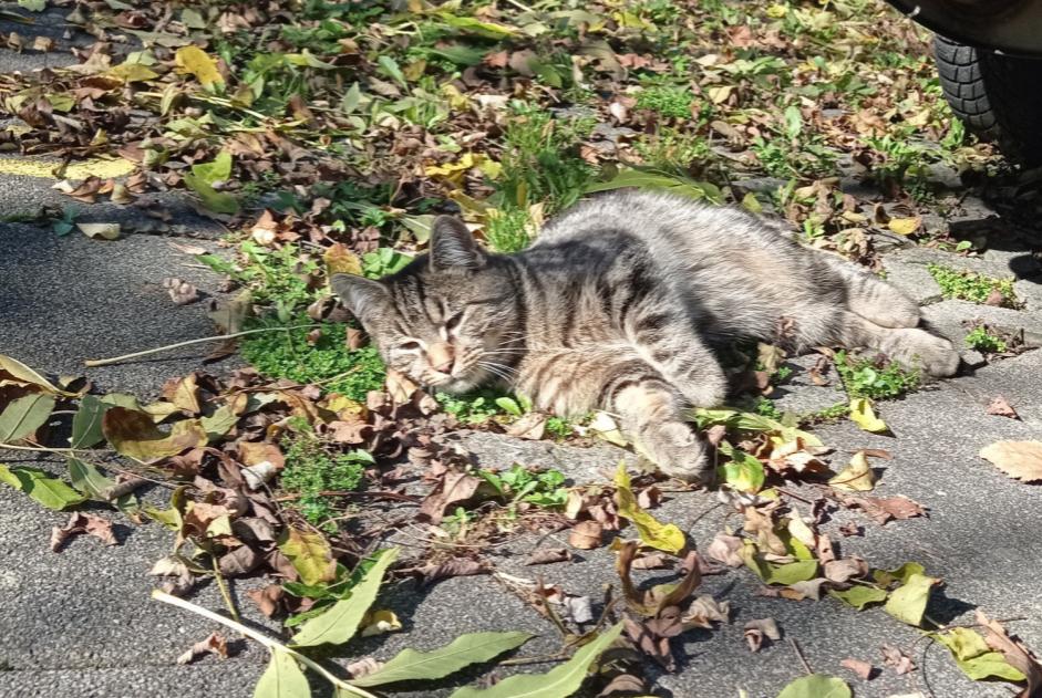 Alerta de Hallazgo Gato Macho , Entre 1 y 3 meses Fribourg Suiza