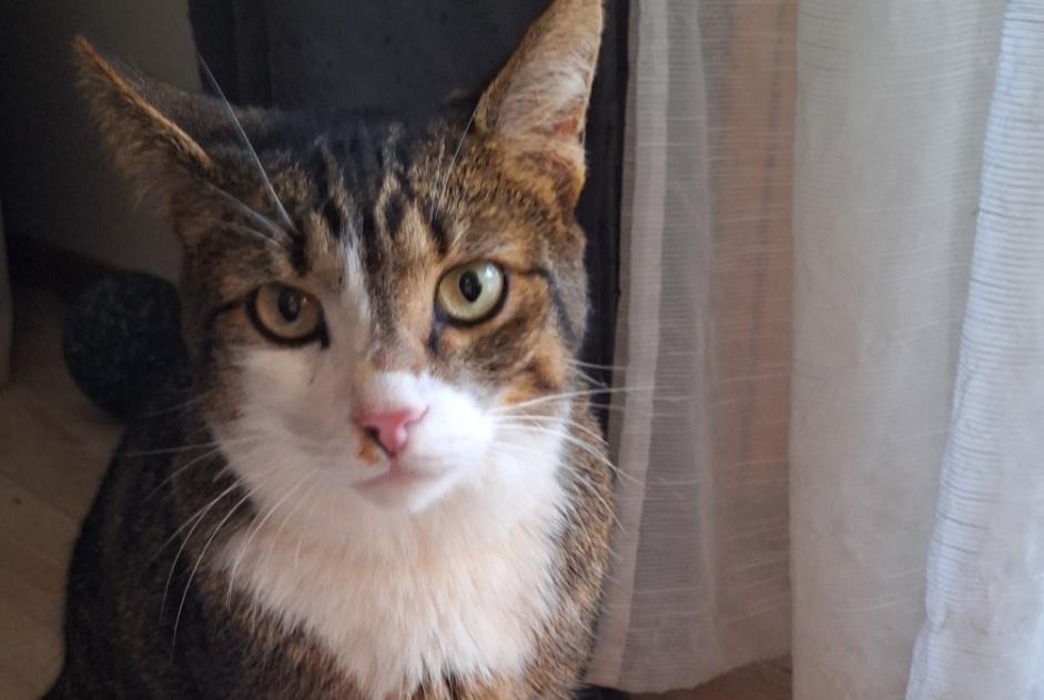 Alerta de Desaparición Gato Macho , 3 años Lausanne Suiza