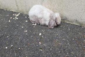 Alerta de Hallazgo Conejo Desconocido Chatonnay Francia