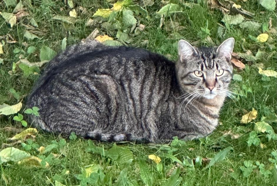 Alerta de Desaparición Gato Macho , 3 años Givisiez Suiza