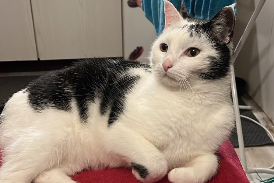 Alerta de Desaparición Gato  Macho , 6 años Sainte-Croix Suiza