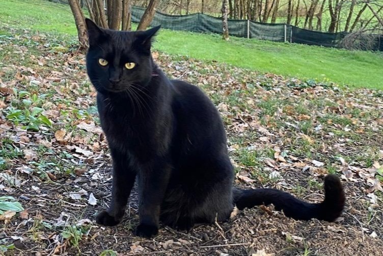 Alerta de Desaparición Gato  Macho , 3 años Montesquiou Francia