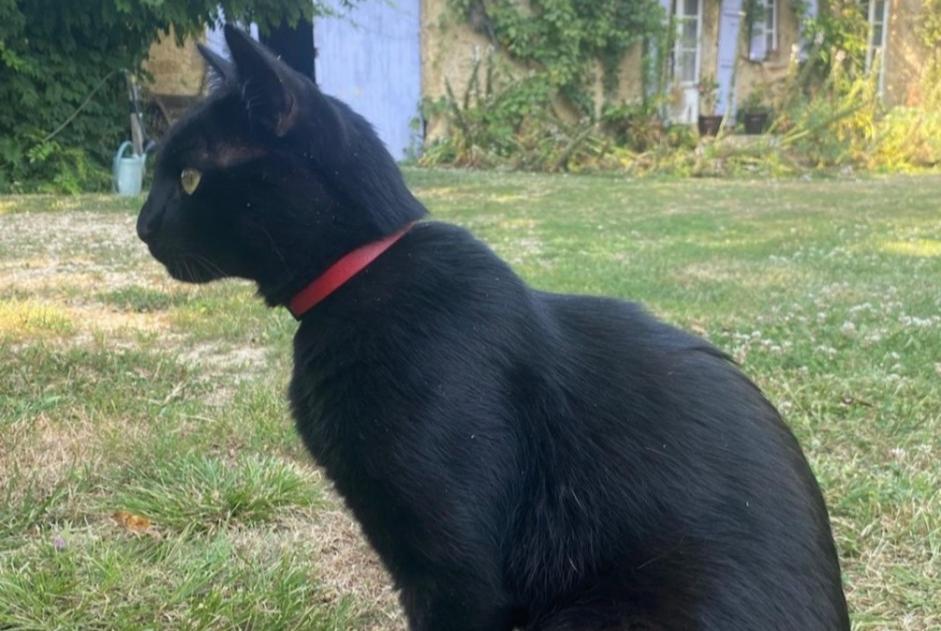 Alerta de Desaparición Gato  Macho , 3 años Montesquiou Francia