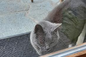 Alerta de Hallazgo Gato Desconocido Sion Suiza