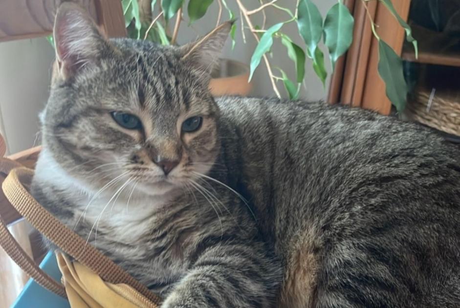 Alerta de Desaparición Gato Hembra , 4 años Massonnens Suiza