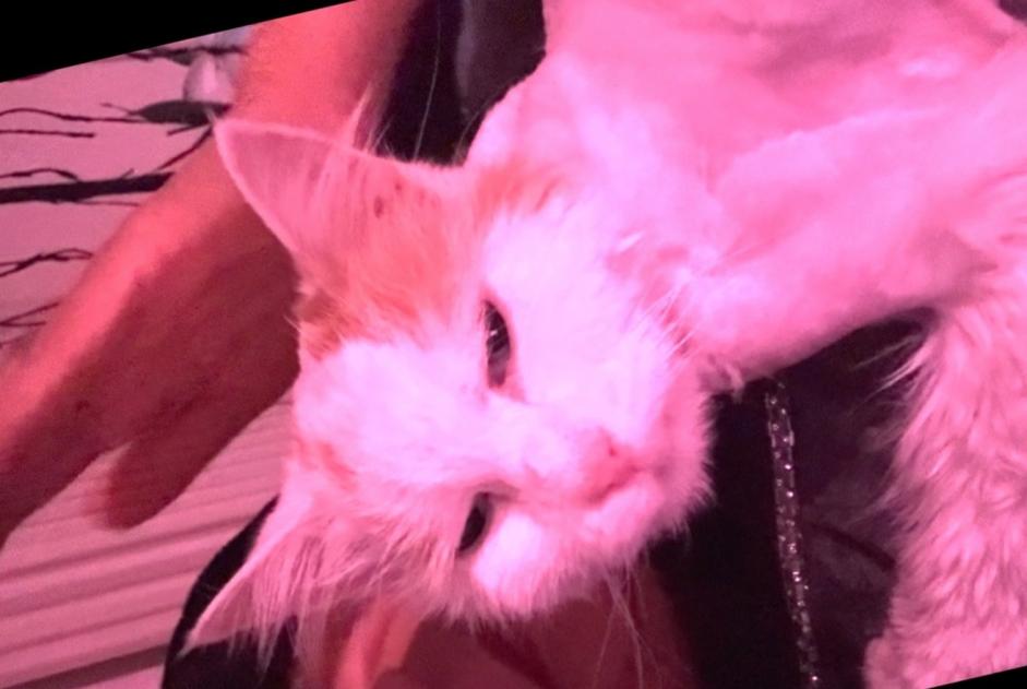 Alerta de Desaparición Gato Hembra , 17 años Pully Suiza