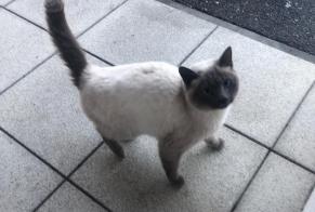 Alerta de Hallazgo Gato Desconocido Hauterive Suiza