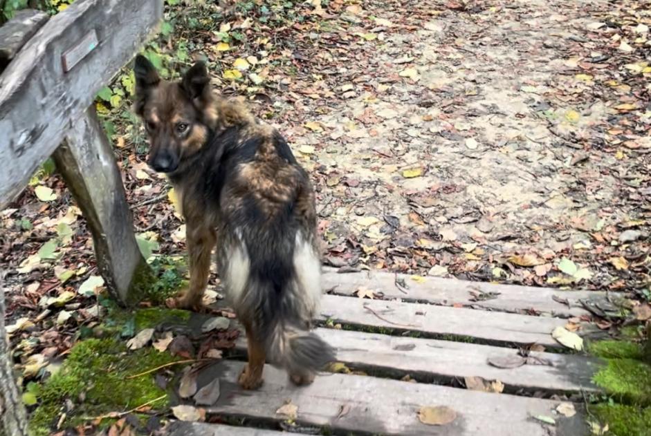 Alerta de Hallazgo Perro cruce Hembra Nyon Suiza