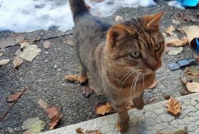 Alerta de Hallazgo Gato Desconocido Martigny-Combe Suiza