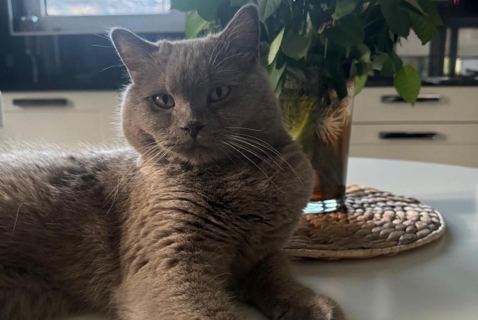 Alerta de Desaparición Gato  Macho , 1 años Sion Suiza