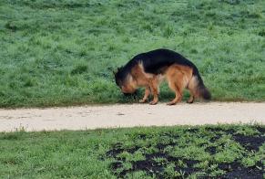 Alerta de Hallazgo Perro  Desconocido Chavannes-près-Renens Suiza