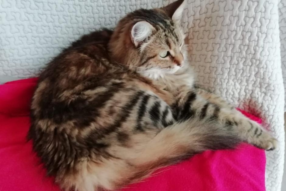 Alerta de Desaparición Gato cruce Macho , 5 años Capdenac-Gare Francia