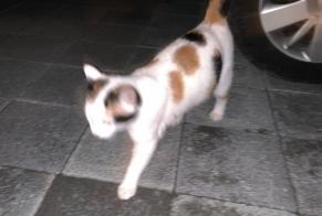 Alerta de Hallazgo Gato Desconocido Faoug Suiza