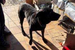 Alerta de Hallazgo Perro cruce Desconocido Draguignan Francia