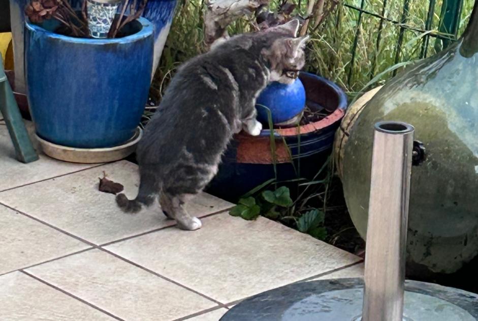 Alerta de Hallazgo Gato Desconocido Dijon Francia