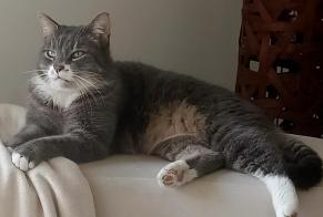 Alerta de Desaparición Gato Macho , 7 años Perigny Francia