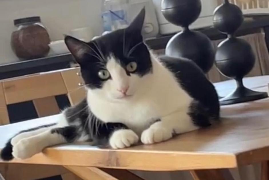 Alerta de Desaparición Gato Macho , 2 años Servion Suiza