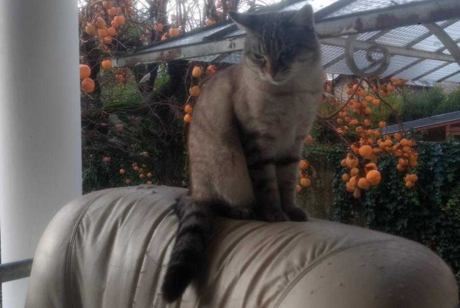 Alerta de Desaparición Gato cruce Macho , 0 años Crupies Francia