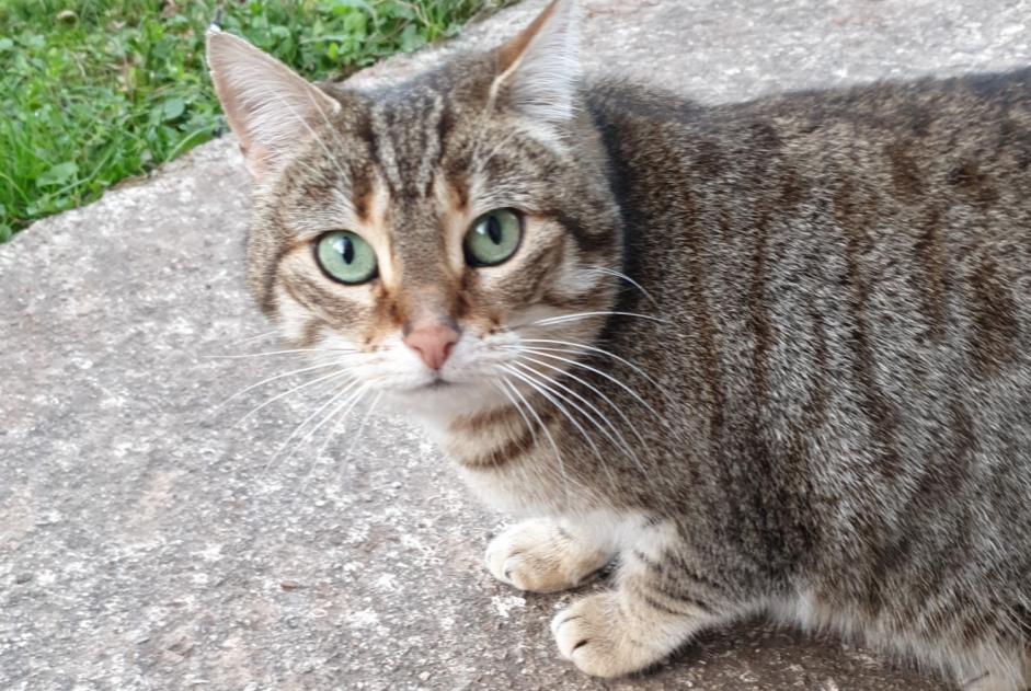 Alerta de Desaparición Gato cruce Hembra , 7 años Bédarieux Francia