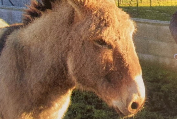 Alerta de Desaparición Caballo Macho , 2024 años Retournac Francia