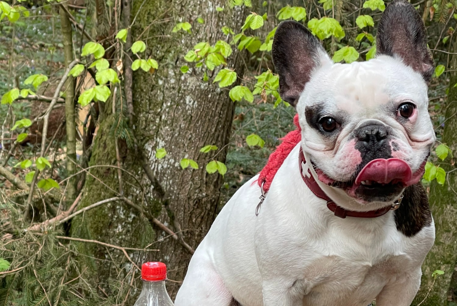 Alerta de Desaparición Perro  Macho , 5 años Bulle Suiza