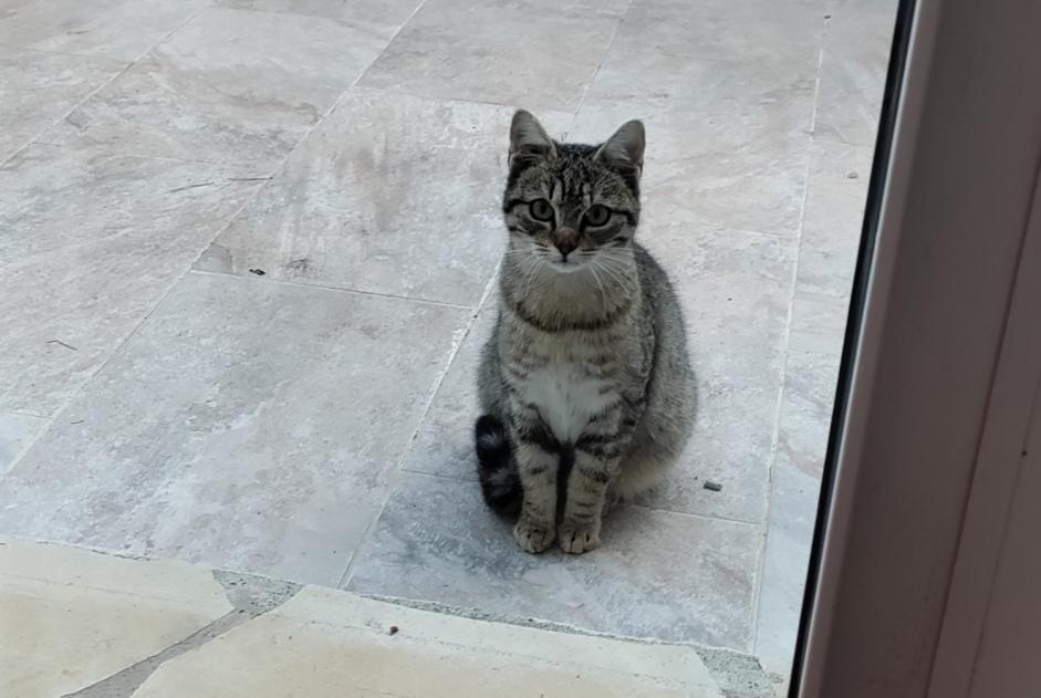 Alerta de Hallazgo Gato Desconocido Leucate Francia