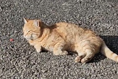 Alerta de Hallazgo Gato cruce Macho Oron Suiza