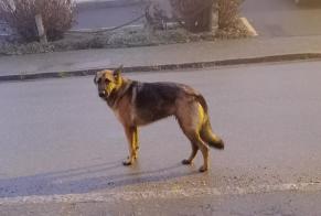 Alerta de Hallazgo Perro  Hembra Lanmodez Francia