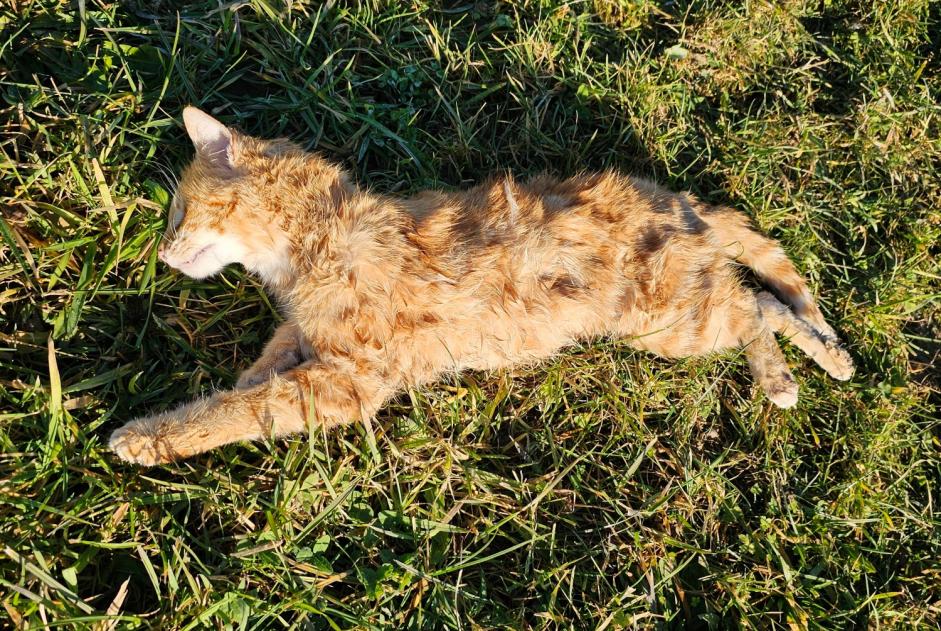 Alerta de Hallazgo Gato  Desconocido Auboranges Suiza