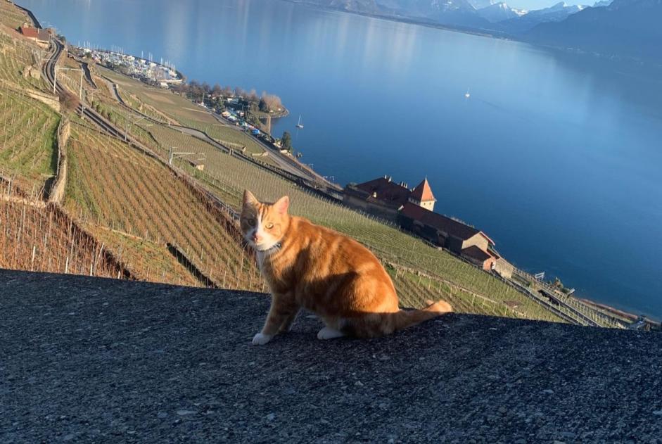 Alerta de Desaparición Gato Macho , 5 años Châtel-Saint-Denis Suiza