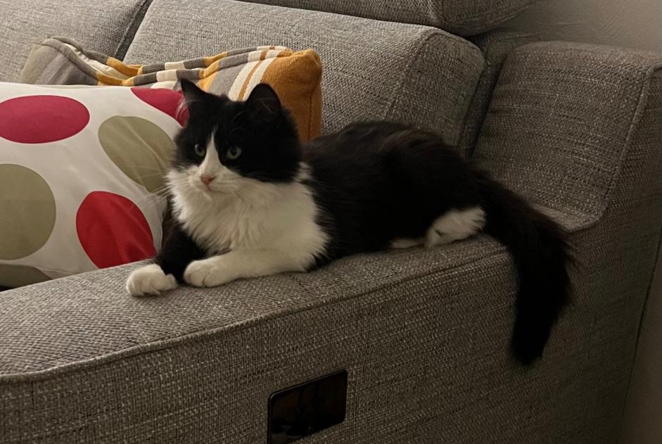 Alerta de Desaparición Gato Macho , 1 años Angoulême Francia