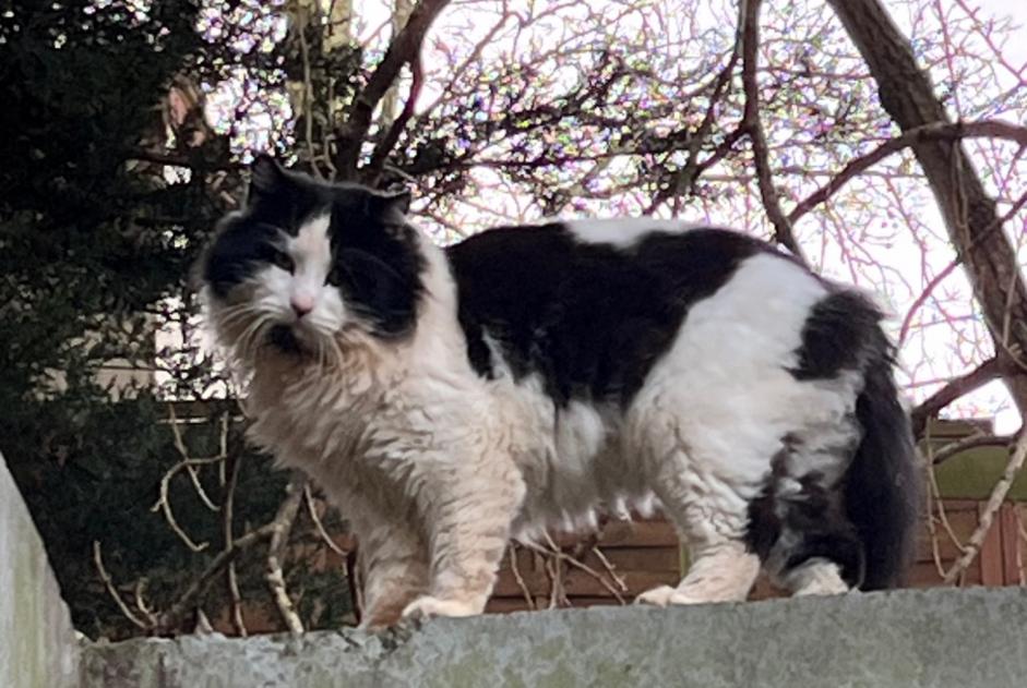 Alerta de Hallazgo Gato Desconocido Villiers-Saint-Frédéric Francia