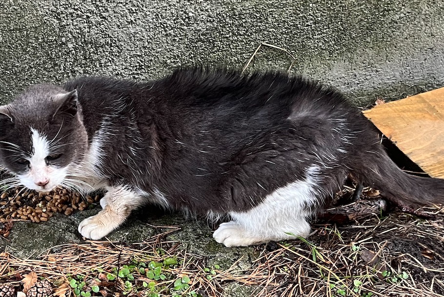 Alerta de Hallazgo Gato Desconocido Vernayaz Suiza