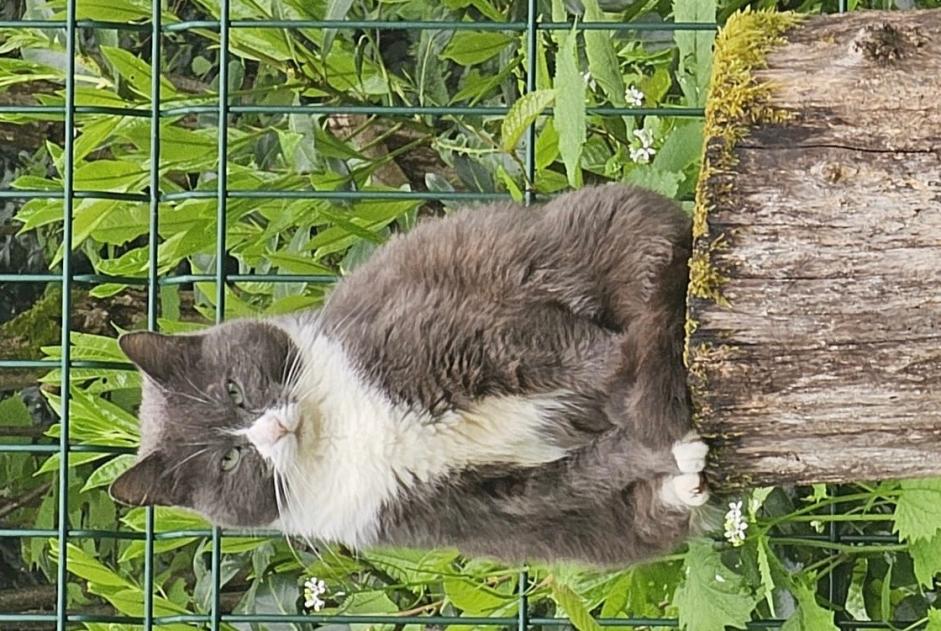 Alerta de Desaparición Gato Hembra , 8 años Bures-sur-Yvette Francia