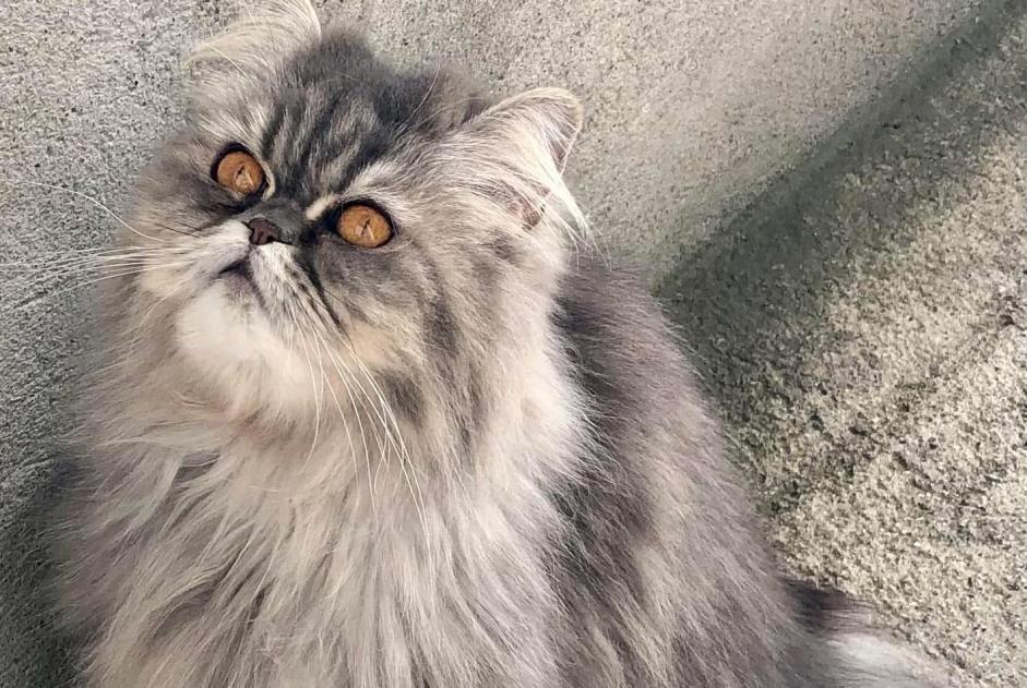 Alerta de Desaparición Gato  Hembra , 5 años Genthod Suiza