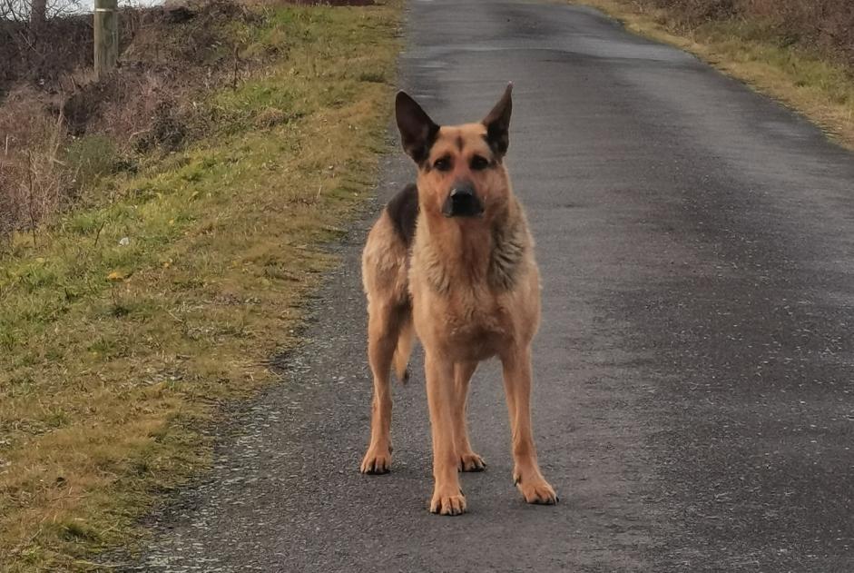 Alerta de Hallazgo Perro  Hembra Blesle Francia