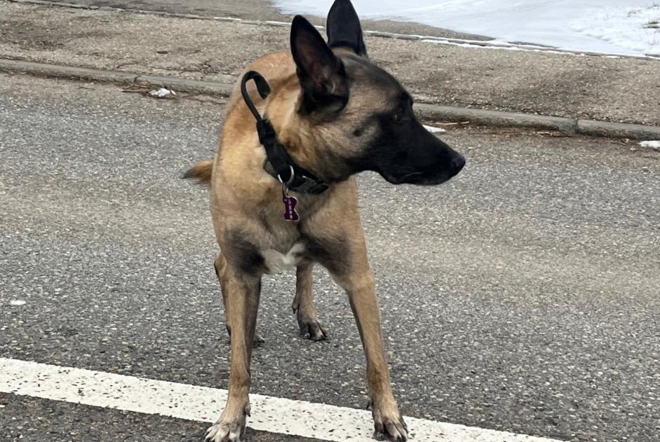 Alerta de Hallazgo Perro  Desconocido Tramelan Suiza