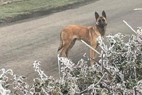 Alerta de Hallazgo Perro Hembra La Houssaye Francia