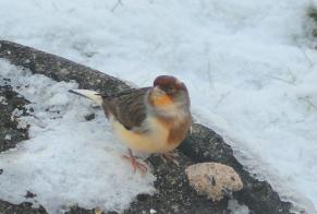 Alerta de Hallazgo Pájaro Desconocido Bulle Suiza