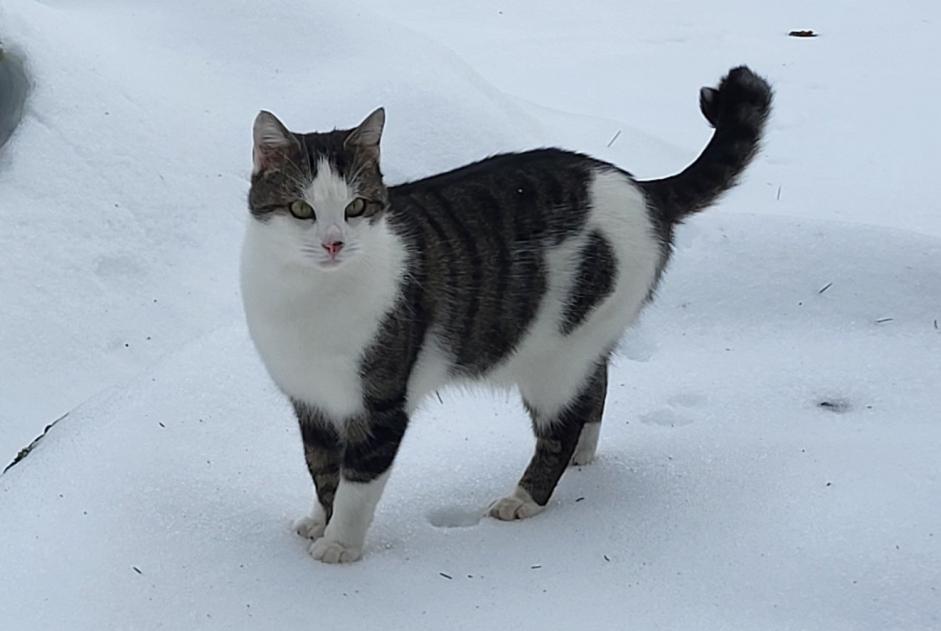 Alerta de Desaparición Gato Macho , 3 años Val-de-Ruz Suiza