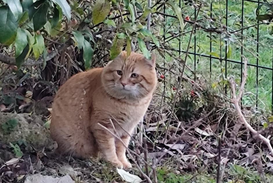 Alerta de Hallazgo Gato Desconocido Toulouse Francia