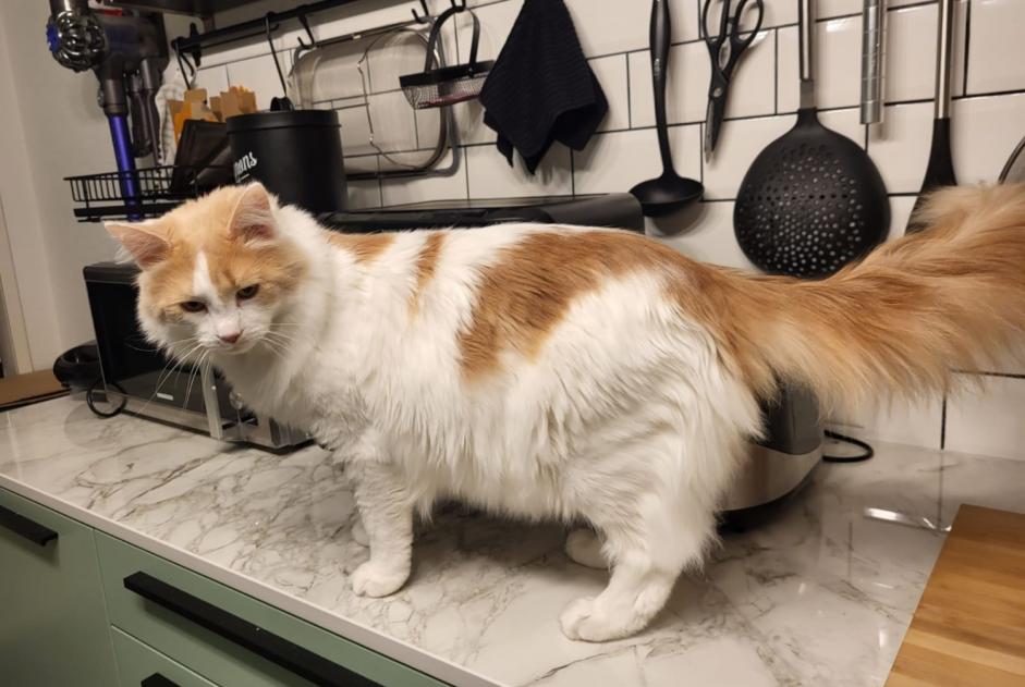 Alerta de Desaparición Gato cruce Macho , 6 años Blonay - Saint-Légier Suiza