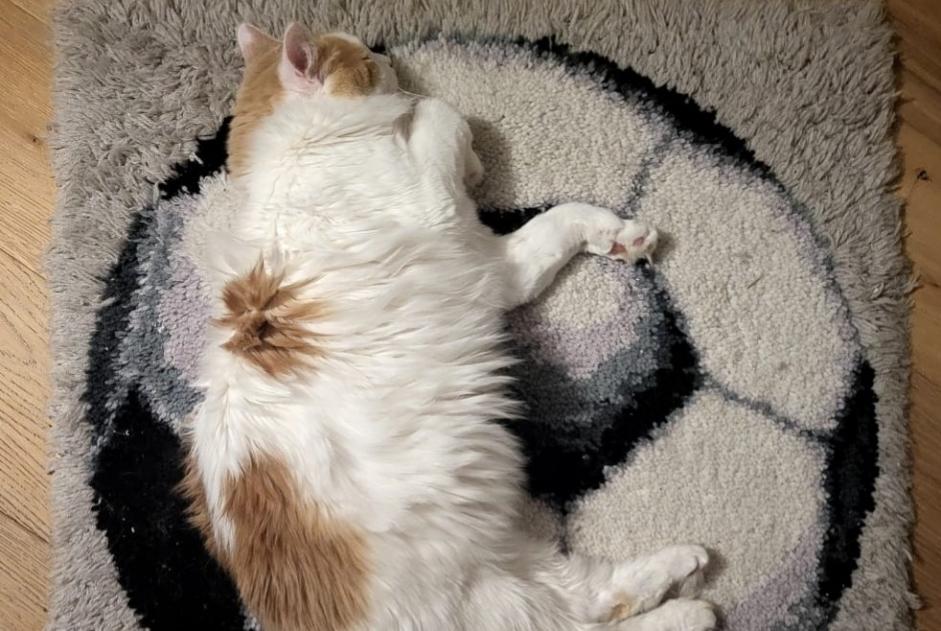 Alerta de Desaparición Gato cruce Macho , 6 años Blonay - Saint-Légier Suiza