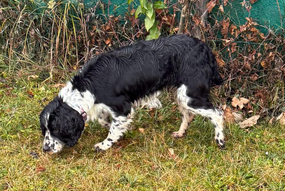 Alerta de Hallazgo Perro Hembra Saint-Jorioz Francia